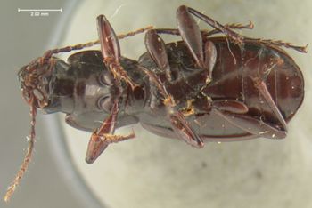 Media type: image;   Entomology 33052 Aspect: habitus ventral view